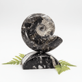 Ammonite with Orthoceras stand (1 Piece) 4 to 5 inches Crystal Gemstone Home Decor